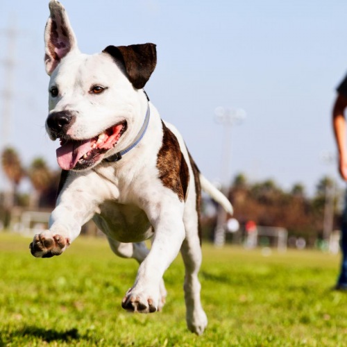 We love our furry friends a dog running in a field
